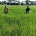 Babinsa Menganti Perkuat Semangat Petani, Pendampingan Berkelanjutan Wujudkan Swasembada Pangan
