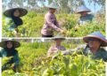 Dukung Program Ketahanan Pangan Nasional, Polsek Panceng Polres Gresik Dampingi Petani Tingkatkan Hasil Pertanian