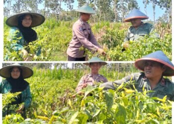 Dukung Program Ketahanan Pangan Nasional, Polsek Panceng Polres Gresik Dampingi Petani Tingkatkan Hasil Pertanian