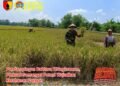 Babinsa Wringinanom Penuh Semangat Dampingi Petani Wujudkan Ketahanan Pangan