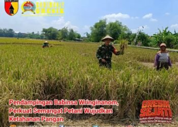 Babinsa Wringinanom Penuh Semangat Dampingi Petani Wujudkan Ketahanan Pangan