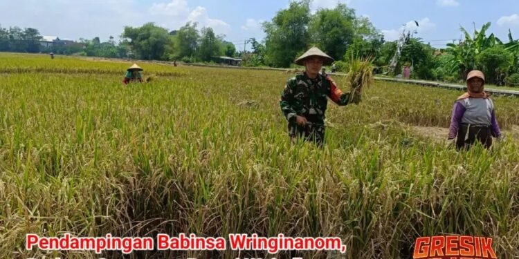 Babinsa Wringinanom Penuh Semangat Dampingi Petani Wujudkan Ketahanan Pangan