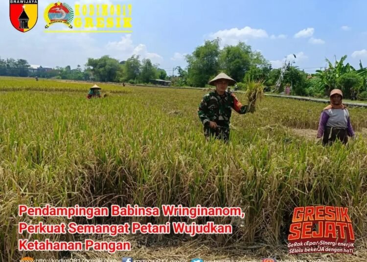 Babinsa Wringinanom Penuh Semangat Dampingi Petani Wujudkan Ketahanan Pangan