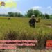 Babinsa Wringinanom Penuh Semangat Dampingi Petani Wujudkan Ketahanan Pangan