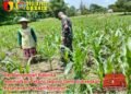 Babinsa Panceng Dampingi Petani Jagung Demi Sukseskan Ketahanan Pangan Nasional