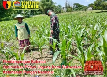 Babinsa Panceng Dampingi Petani Jagung Demi Sukseskan Ketahanan Pangan Nasional