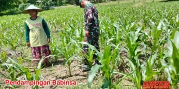 Babinsa Panceng Dampingi Petani Jagung Demi Sukseskan Ketahanan Pangan Nasional
