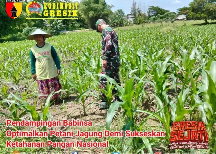 Babinsa Panceng Dampingi Petani Jagung Demi Sukseskan Ketahanan Pangan Nasional