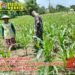 Babinsa Panceng Dampingi Petani Jagung Demi Sukseskan Ketahanan Pangan Nasional