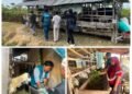 Ternak Desa Sejahtera, Ikhtiar LAZIS PT. PLN Nusantara Power Bersama Laznas Nurul Hayat Gresik Wujudkan Program Ketahanan Pangan