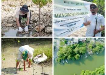 Tanam Ribuan Mangrove, PT Petrokimia Gresik Komitmen Jaga Ekosistem Pesisir
