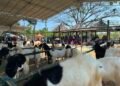“Mepe Kambing Bareng” Ikhtiar Peternak Desa Cangaan Perkuat Produktivitas hingga Strategi Pemasaran