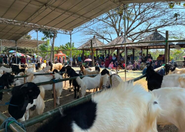 “Mepe Kambing Bareng” Ikhtiar Peternak Desa Cangaan Perkuat Produktivitas hingga Strategi Pemasaran
