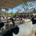 “Mepe Kambing Bareng” Ikhtiar Peternak Desa Cangaan Perkuat Produktivitas hingga Strategi Pemasaran