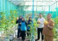 Pemdes Manyarsidorukun Sukses Budidaya Melon: Berdampak Nyata Dongkrak Ekonomi Warga 