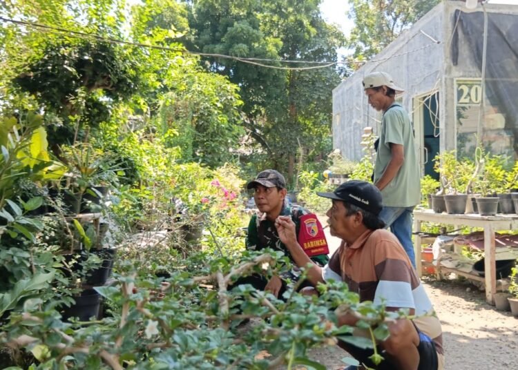 Bahkan, Penjual Tanaman Bunga pun Tak Luput dari Perhatian Babinsa Koramil 0817/06 Manyar
