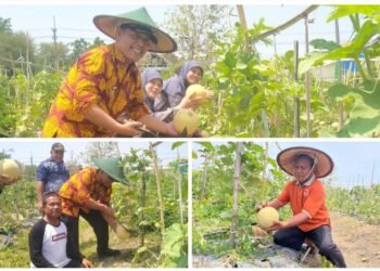 Wow, Sensasi Petik Melon Hadir di Wisata Endel Park Golokan Sidayu Gresik