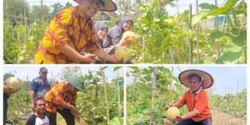 Wow, Sensasi Petik Melon Hadir di Wisata Endel Park Golokan Sidayu Gresik